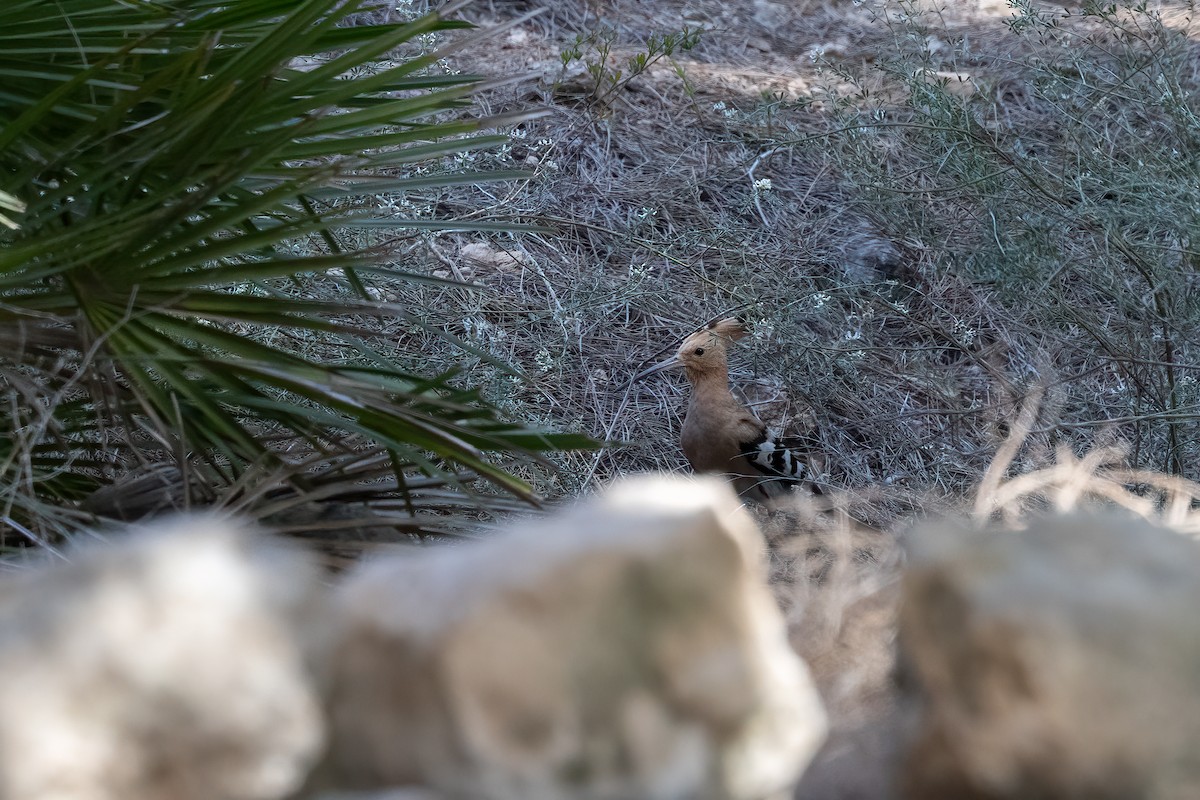 Eurasian Hoopoe - ML637691007