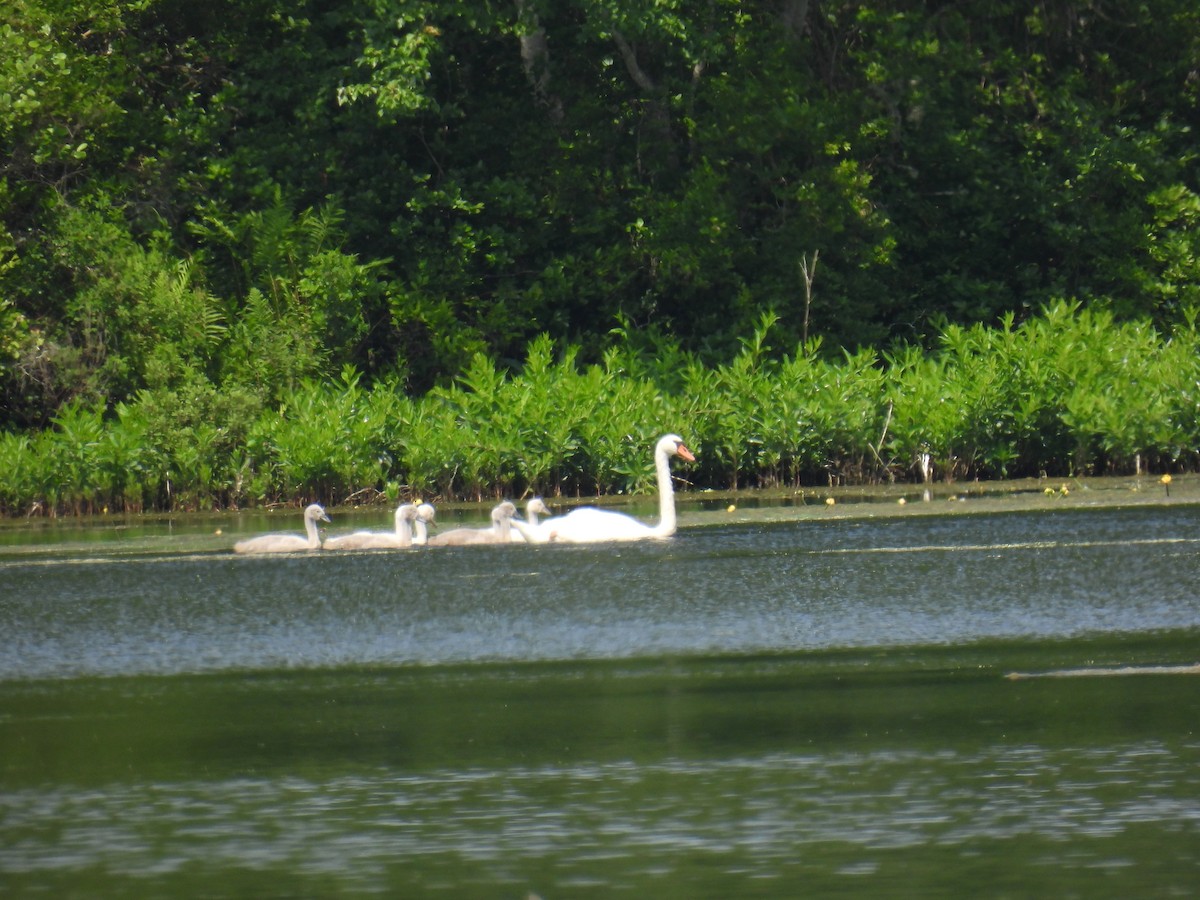 Mute Swan - ML637691008