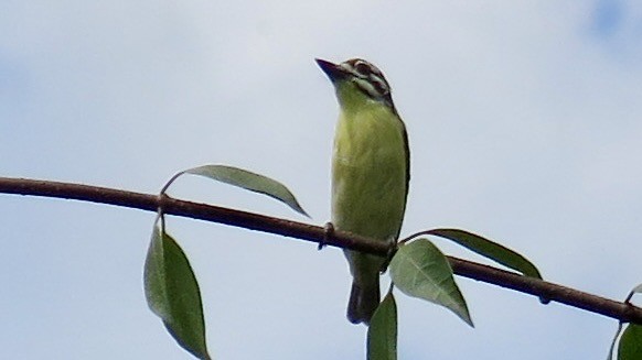 Yellow-fronted Tinkerbird - ML637691009