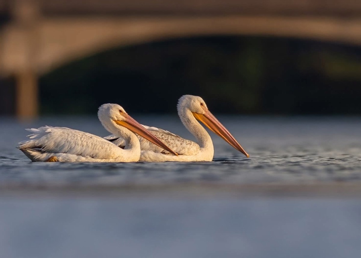 American White Pelican - ML637691056