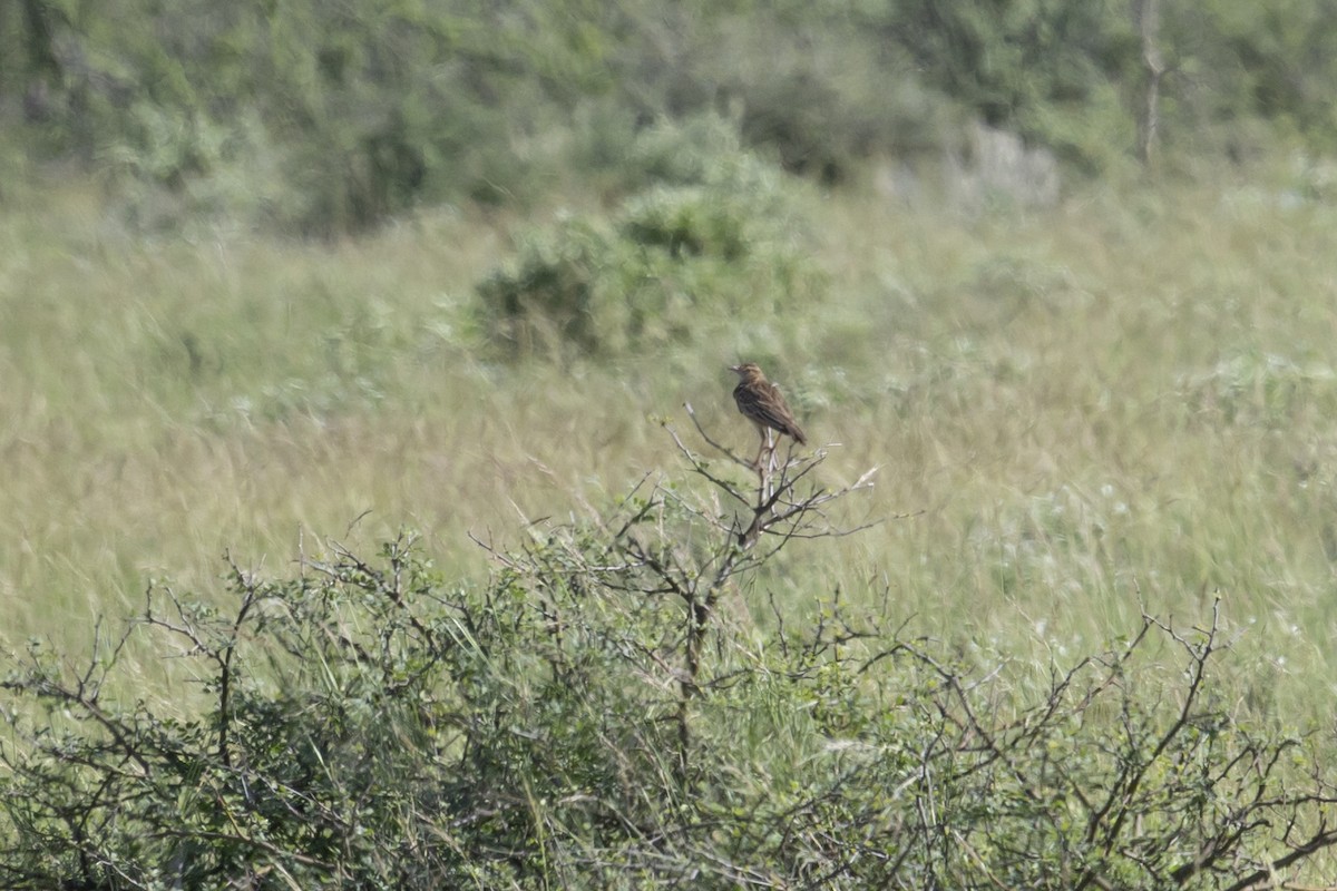 Red-winged Lark - ML637691298