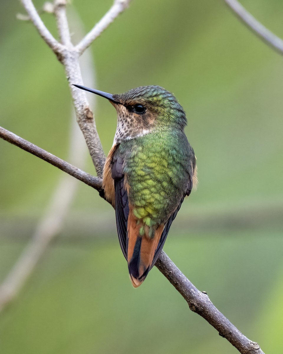 Scintillant Hummingbird - ML637691340