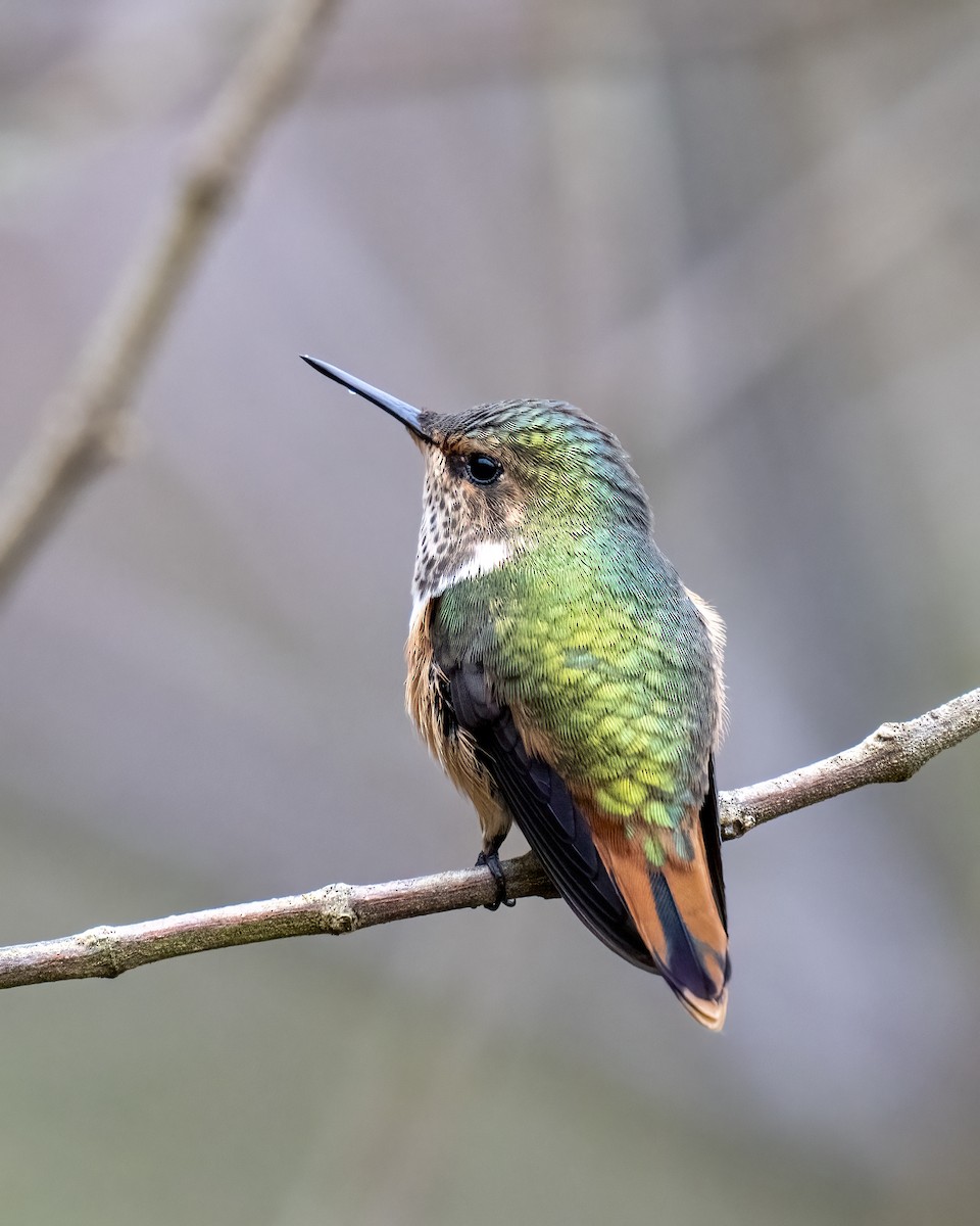 Scintillant Hummingbird - ML637691341