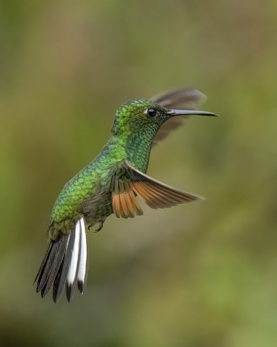 Stripe-tailed Hummingbird - ML637691355