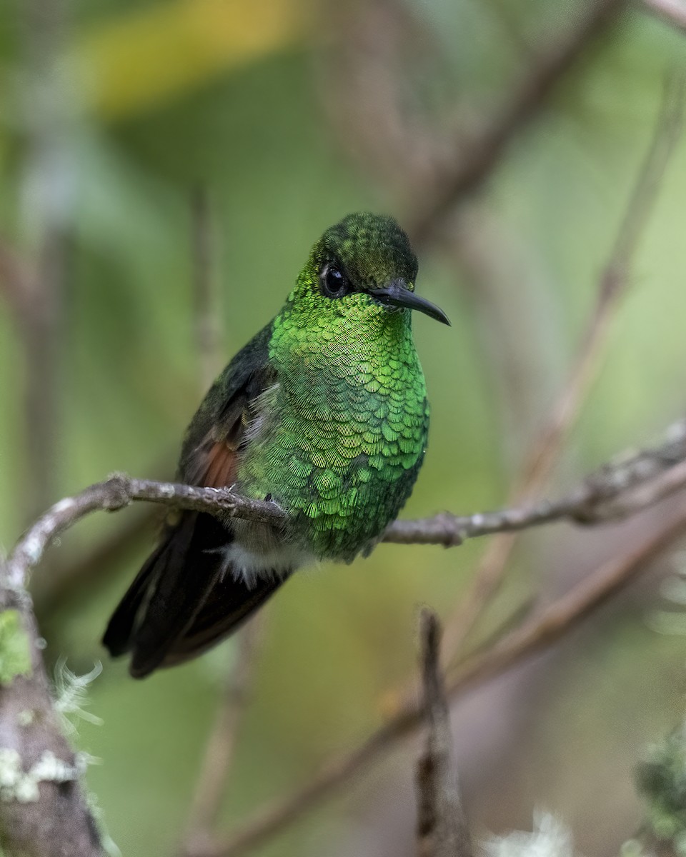 Stripe-tailed Hummingbird - ML637691357