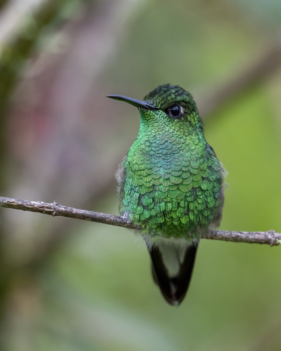 Stripe-tailed Hummingbird - ML637691359