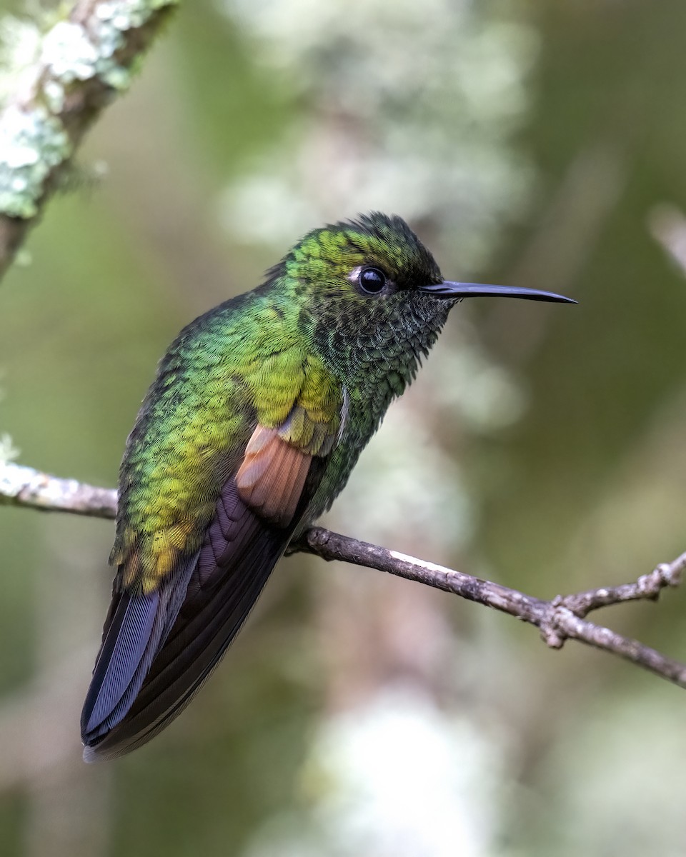 Stripe-tailed Hummingbird - ML637691360