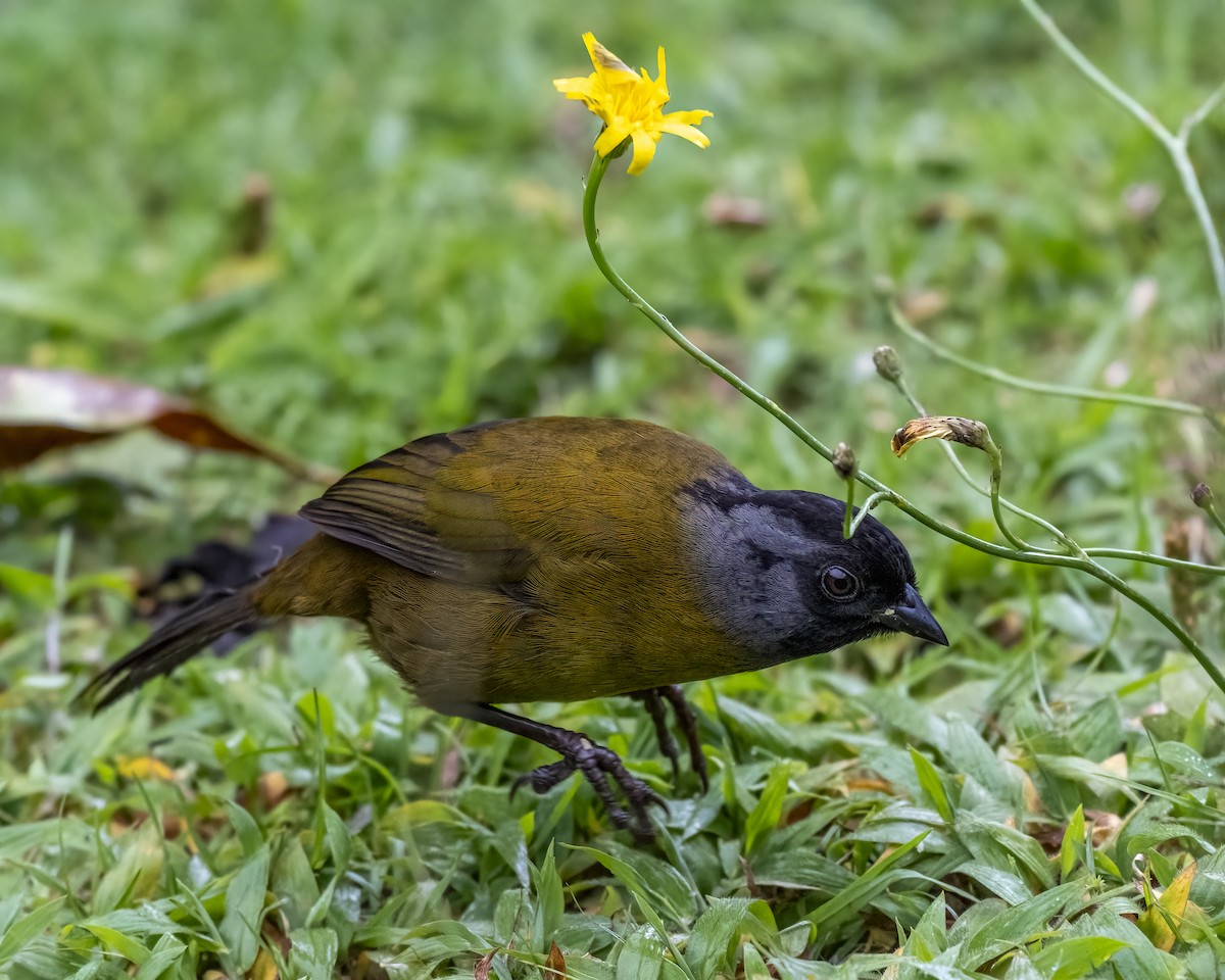 Large-footed Finch - ML637691363