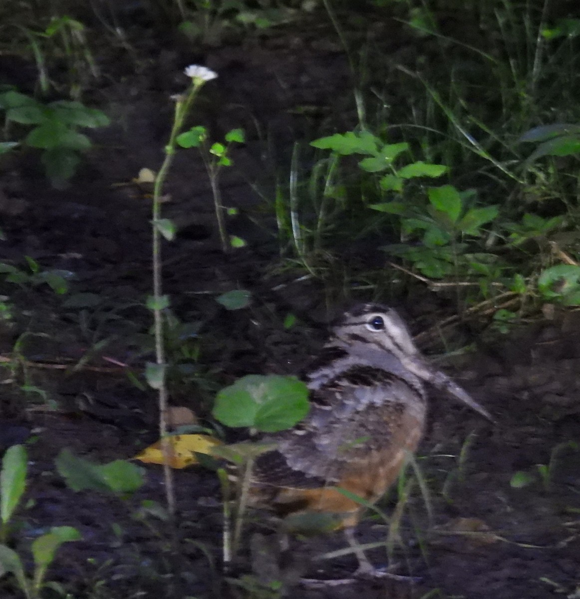 American Woodcock - ML637691375