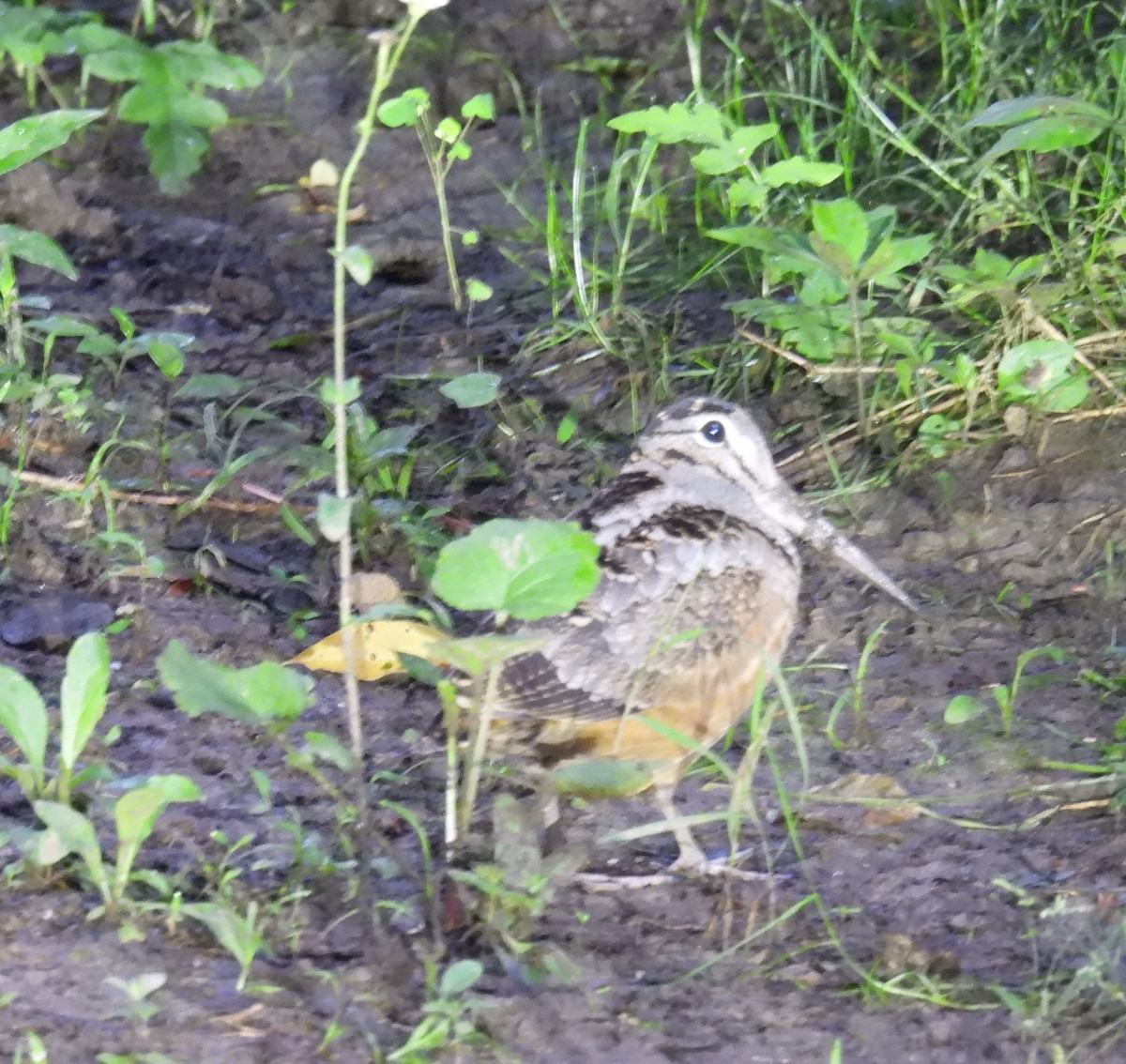American Woodcock - ML637691380
