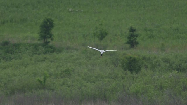 裏海燕鷗 - ML637691503