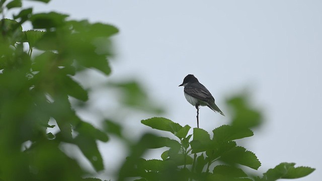 Eastern Kingbird - ML637691512
