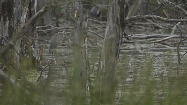 Great Blue Heron - ML637691516