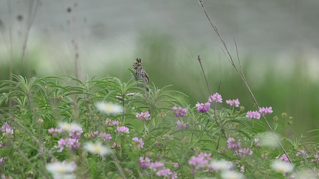 稀樹草鵐 - ML637691524
