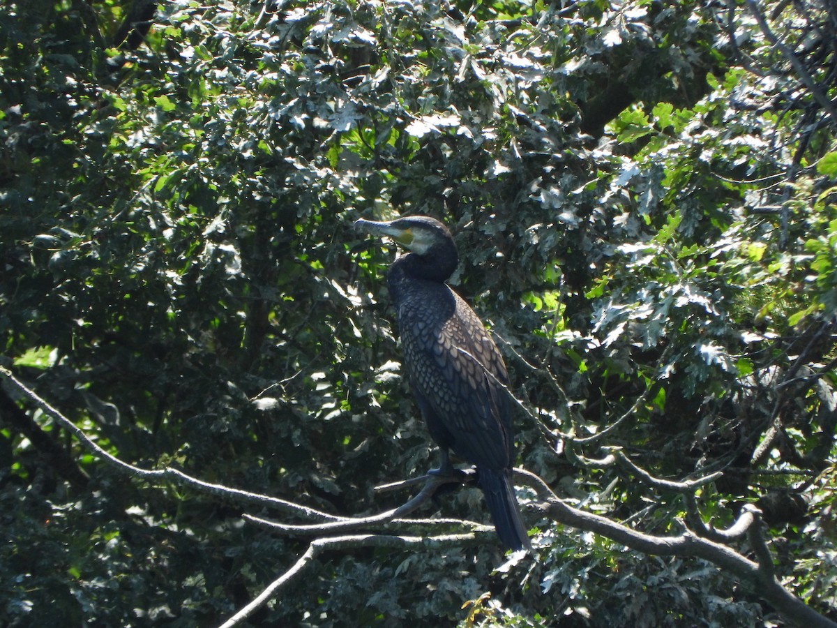 Great Cormorant - ML637691534
