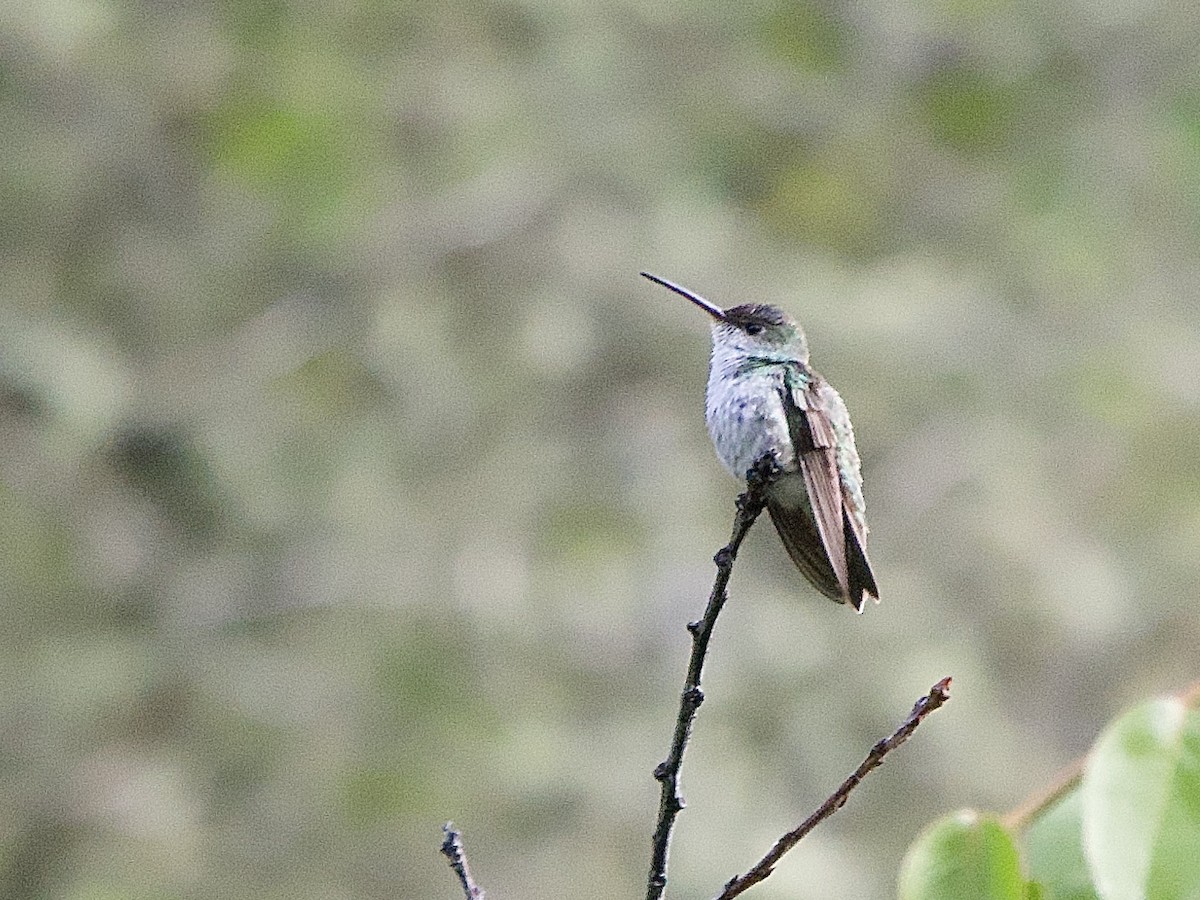 Green-and-white Hummingbird - ML637691648
