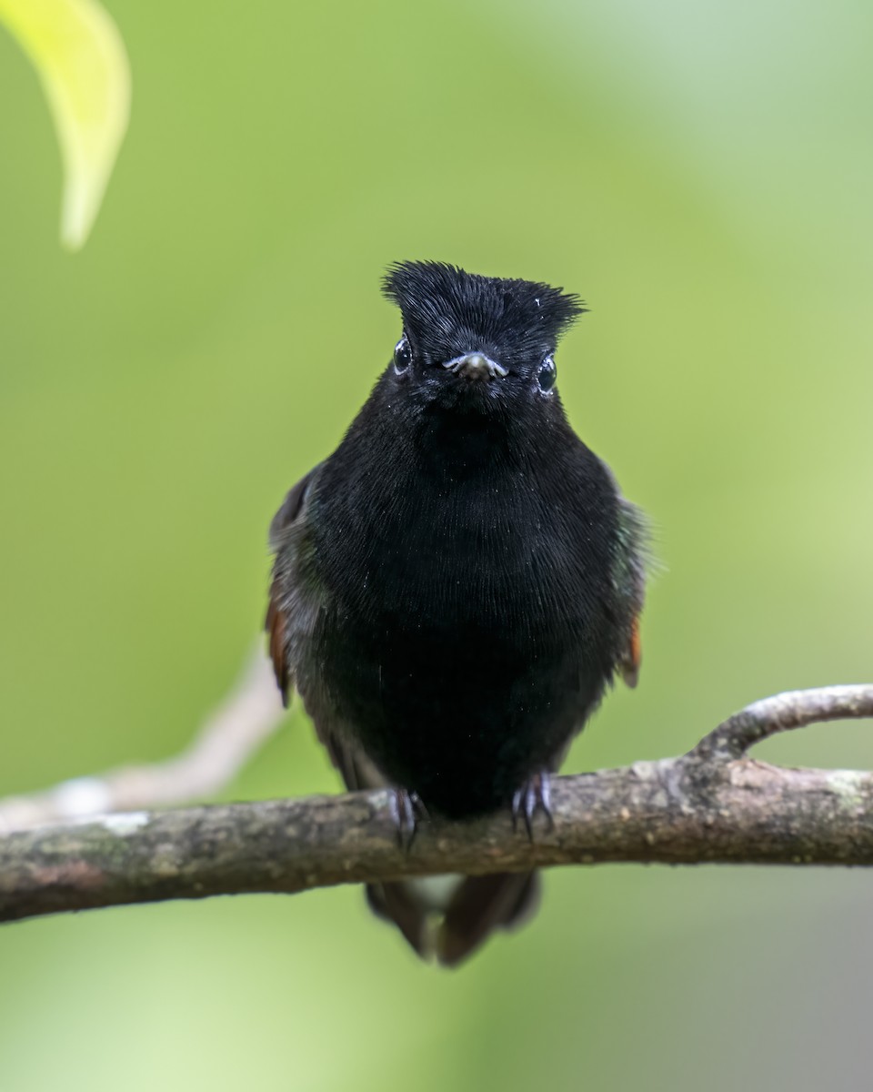 Black-bellied Hummingbird - ML637691710