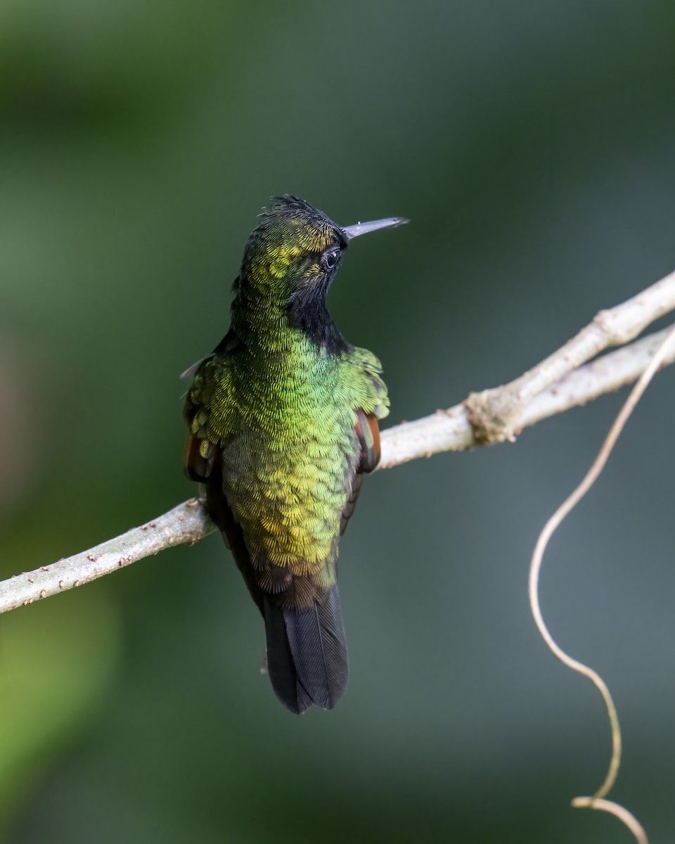 Black-bellied Hummingbird - ML637691711
