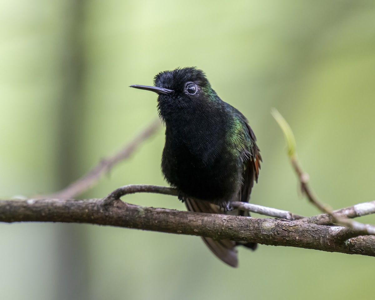 Black-bellied Hummingbird - ML637691712