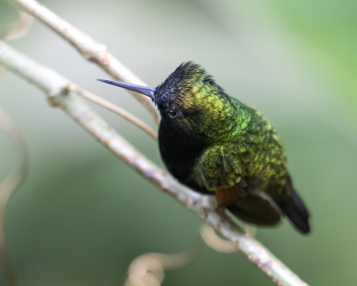 Black-bellied Hummingbird - ML637691713
