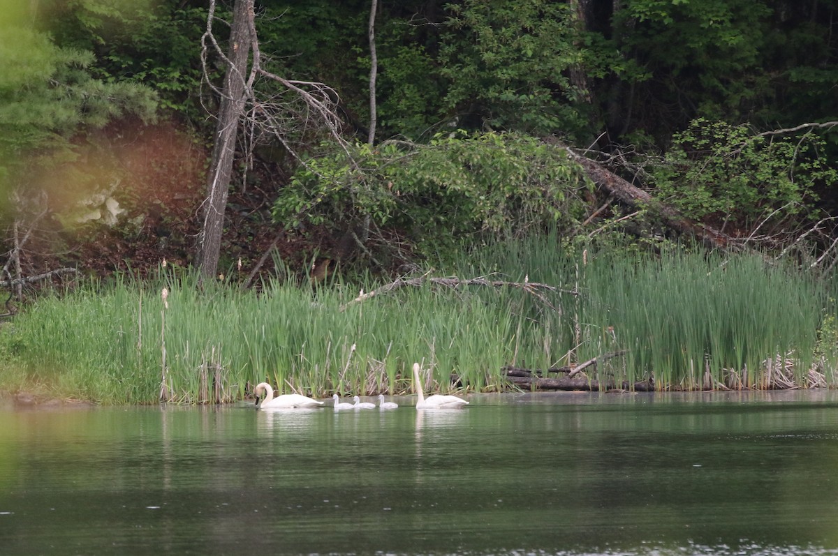 ナキハクチョウ - ML637691718