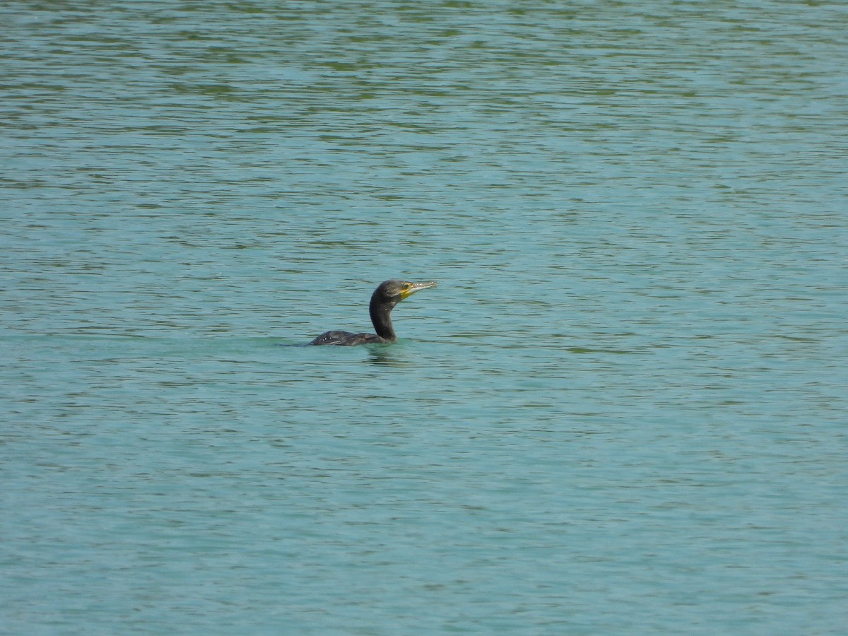 Great Cormorant - ML637691726