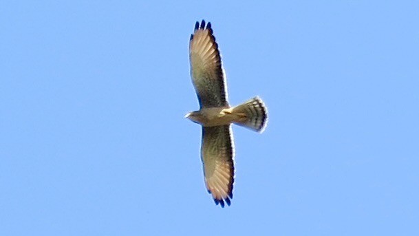 Grasshopper Buzzard - ML637691764