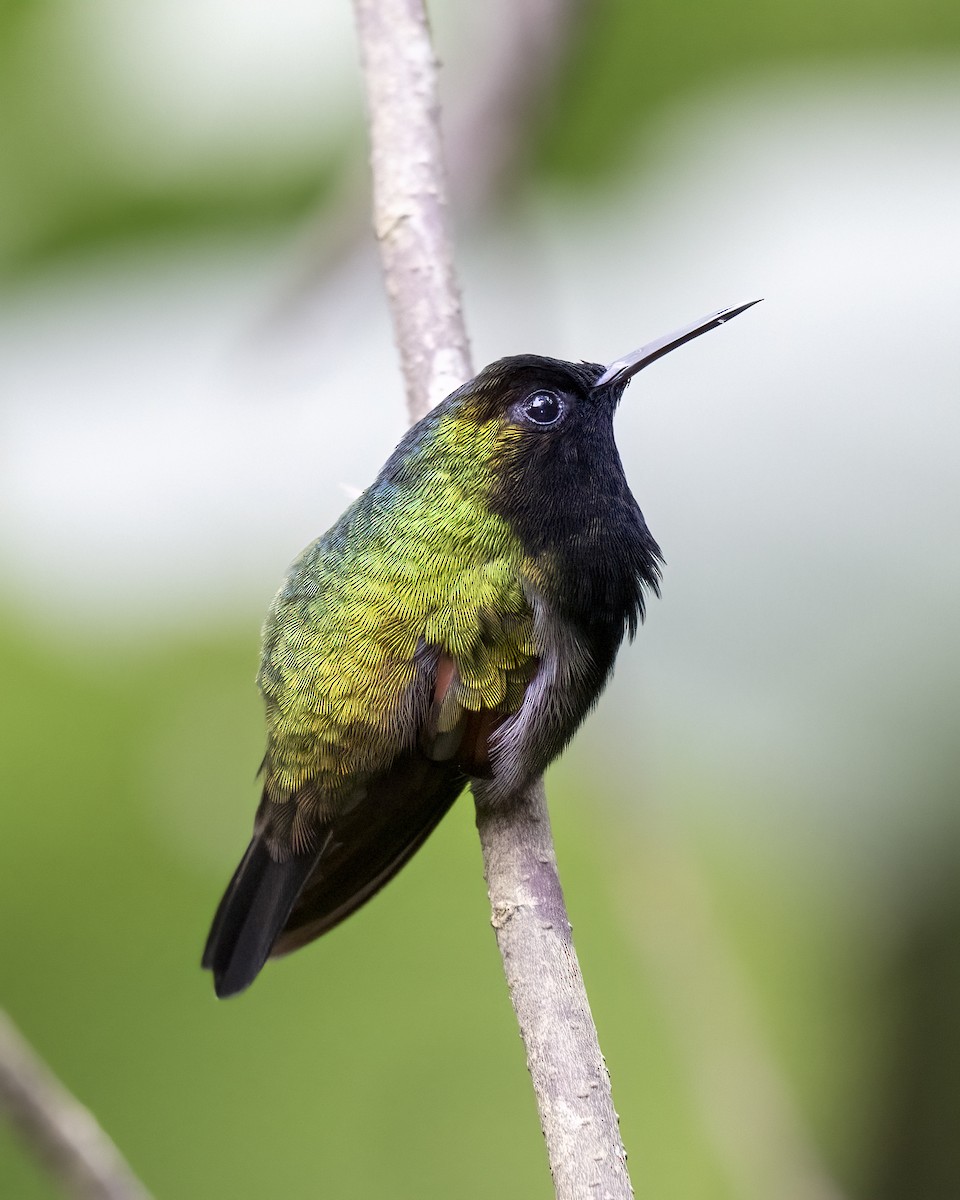 Black-bellied Hummingbird - ML637691811