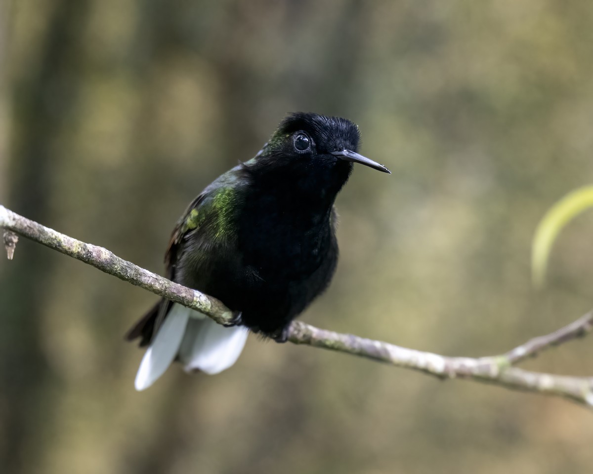 Black-bellied Hummingbird - ML637691812