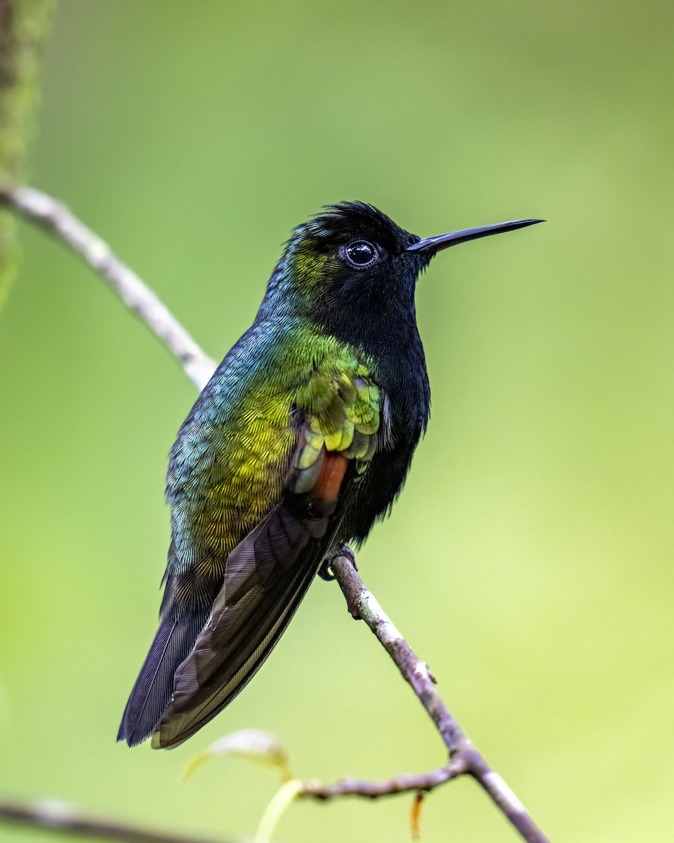 Black-bellied Hummingbird - ML637691813
