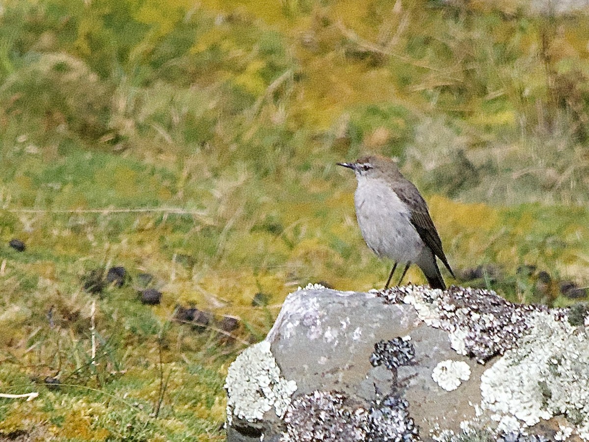 White-browed Ground-Tyrant - ML637691828