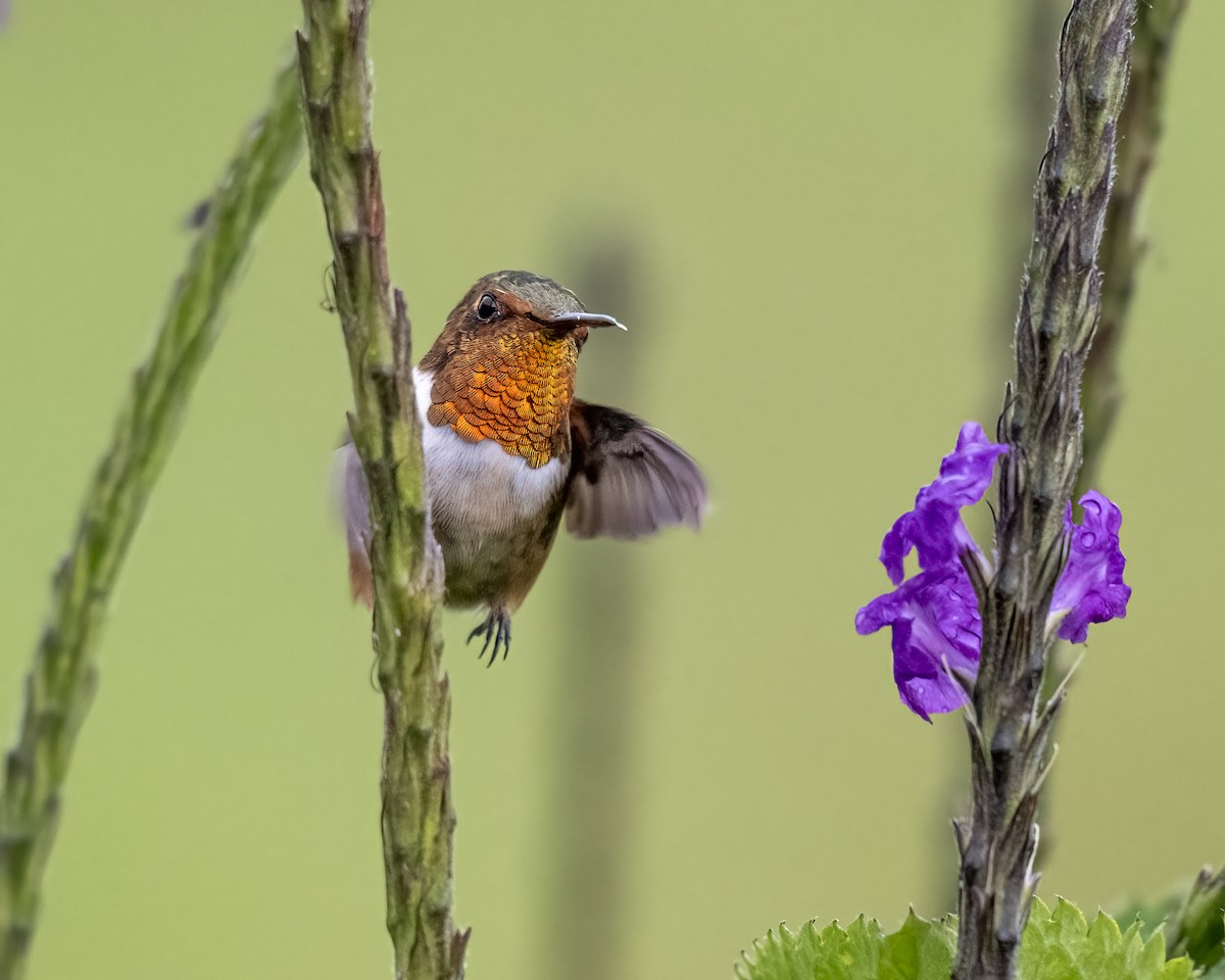 Scintillant Hummingbird - ML637691905
