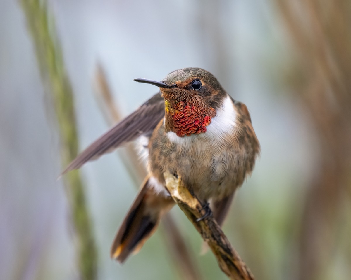 Scintillant Hummingbird - ML637691906