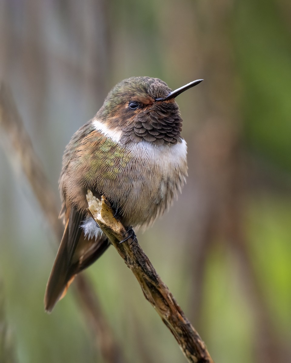 Scintillant Hummingbird - ML637691909