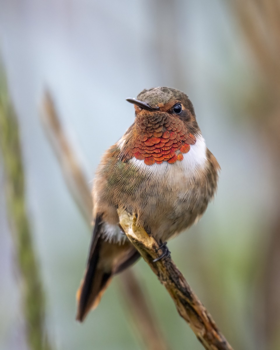 Scintillant Hummingbird - ML637691910