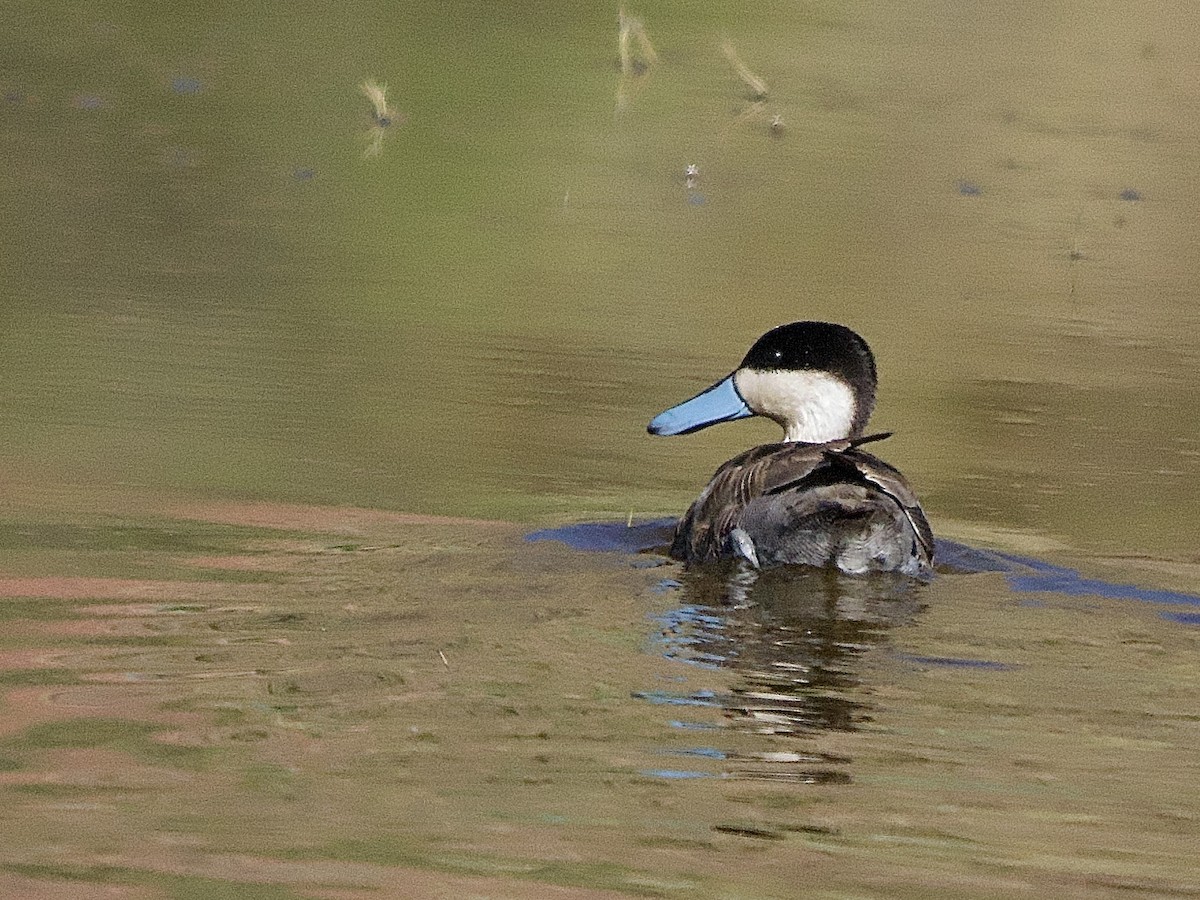 Puna Teal - ML637691919