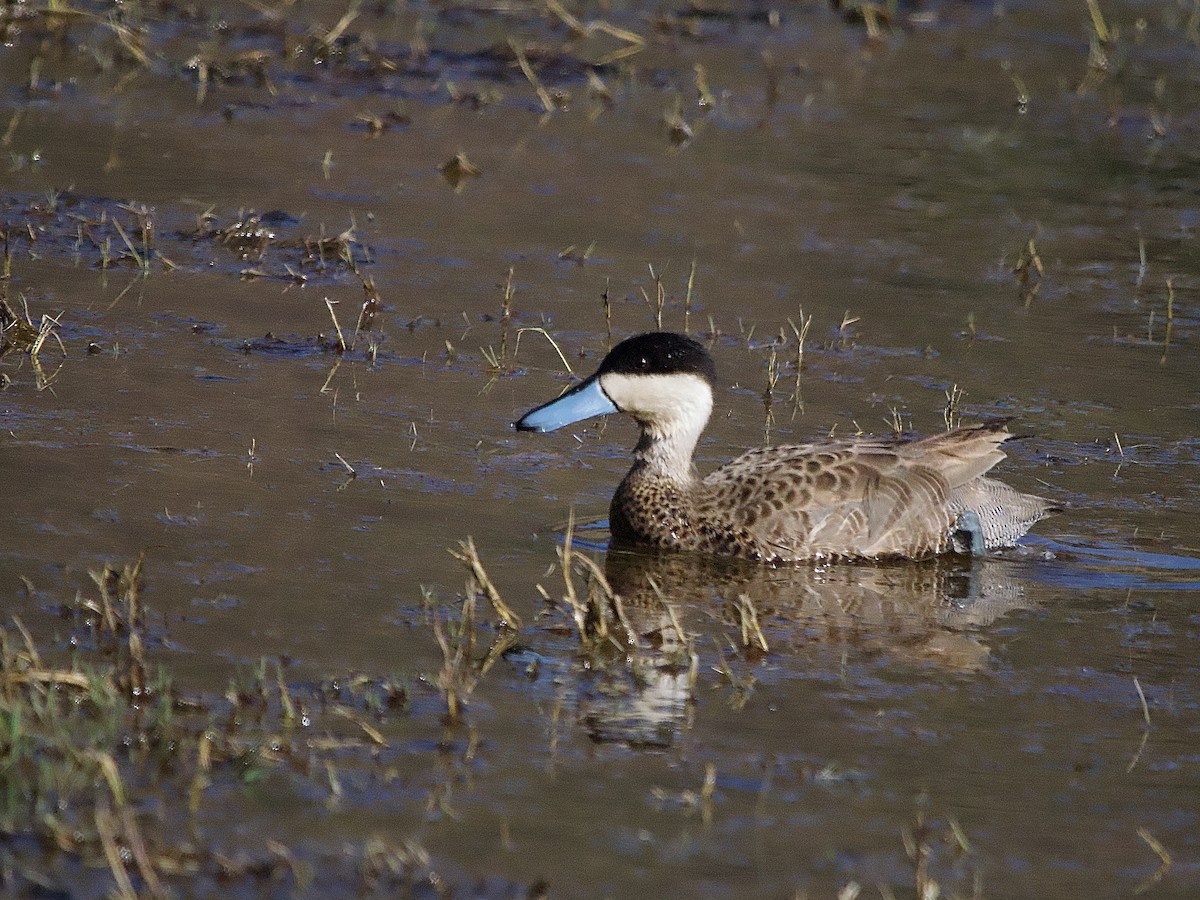 Puna Teal - ML637691920
