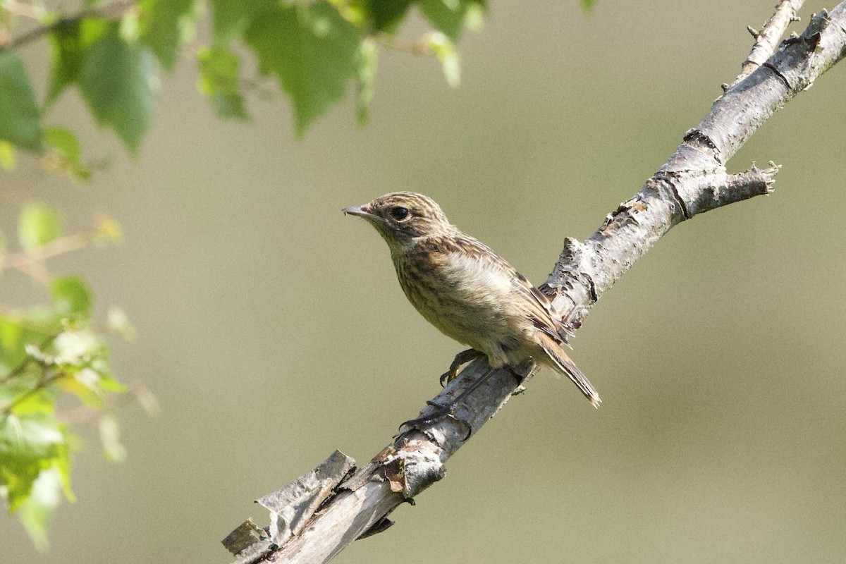 European Stonechat - ML637691960