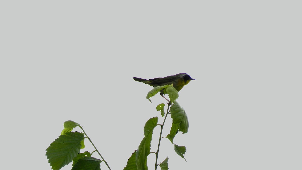 Common Yellowthroat - ML637692042