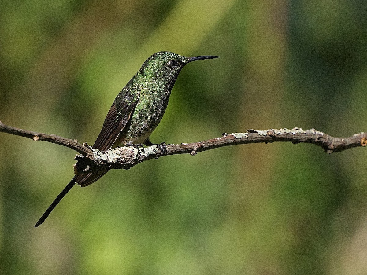 Black-tailed Trainbearer - ML637692044