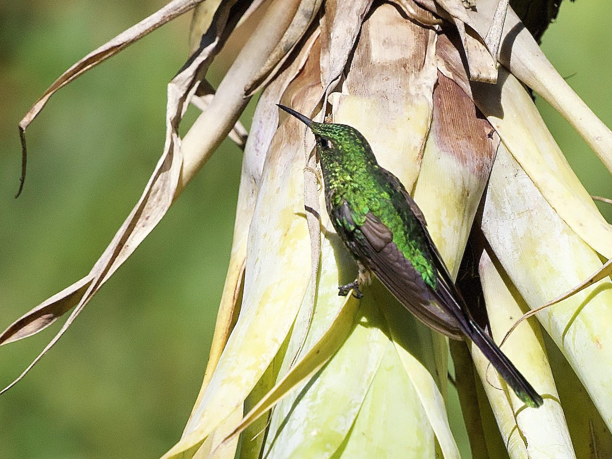Black-tailed Trainbearer - ML637692046