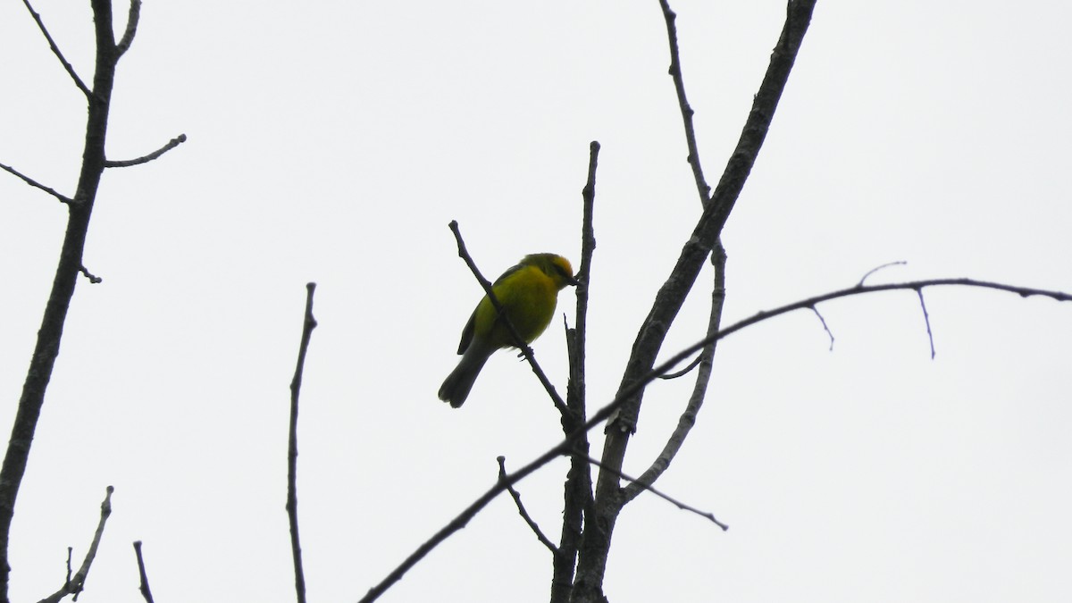 Golden-winged x Blue-winged Warbler (hybrid) - ML637692050