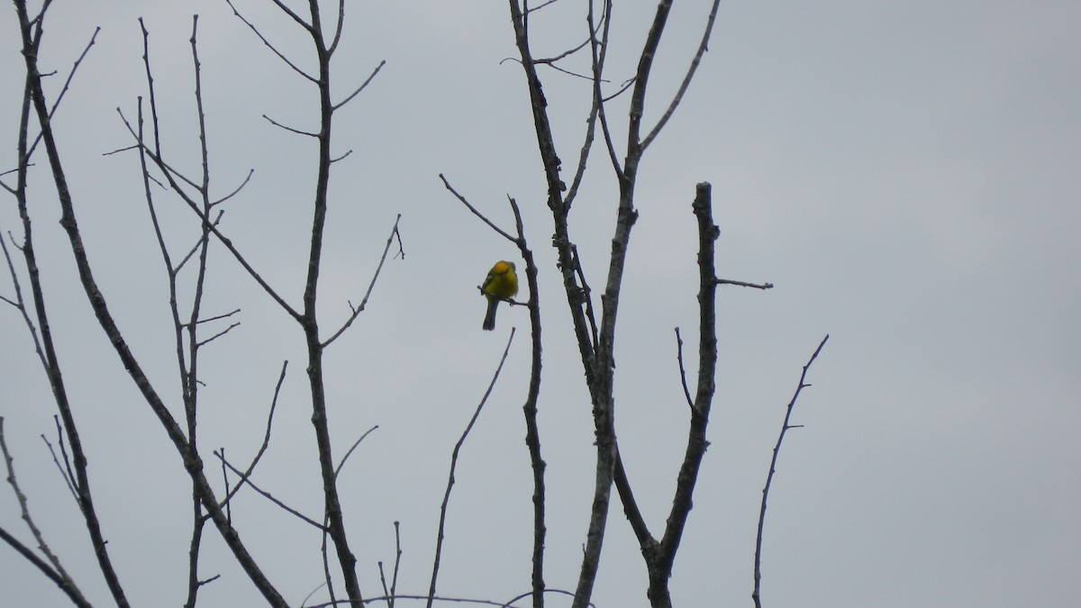 Golden-winged x Blue-winged Warbler (hybrid) - ML637692051