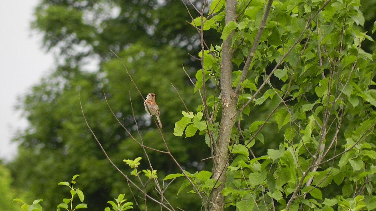 Field Sparrow - ML637692059