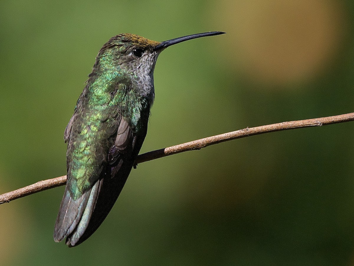 Green-and-white Hummingbird - ML637692062