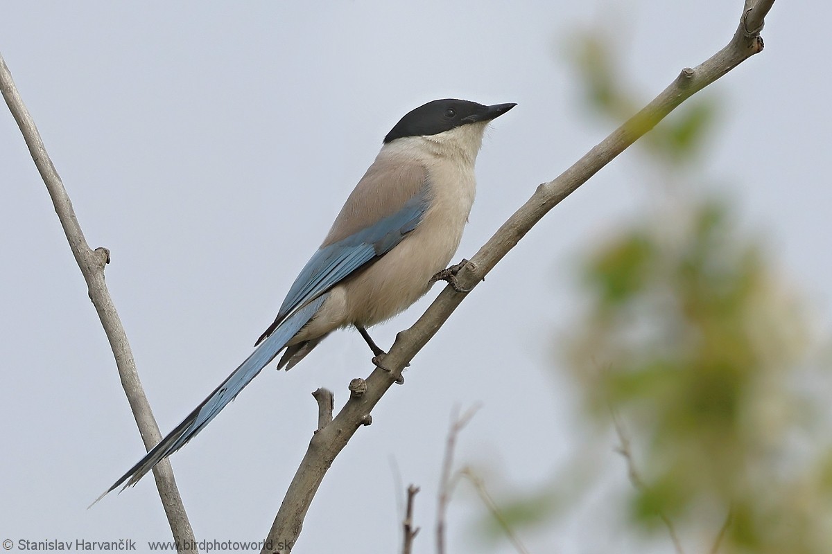 Azure-winged Magpie - ML637692067