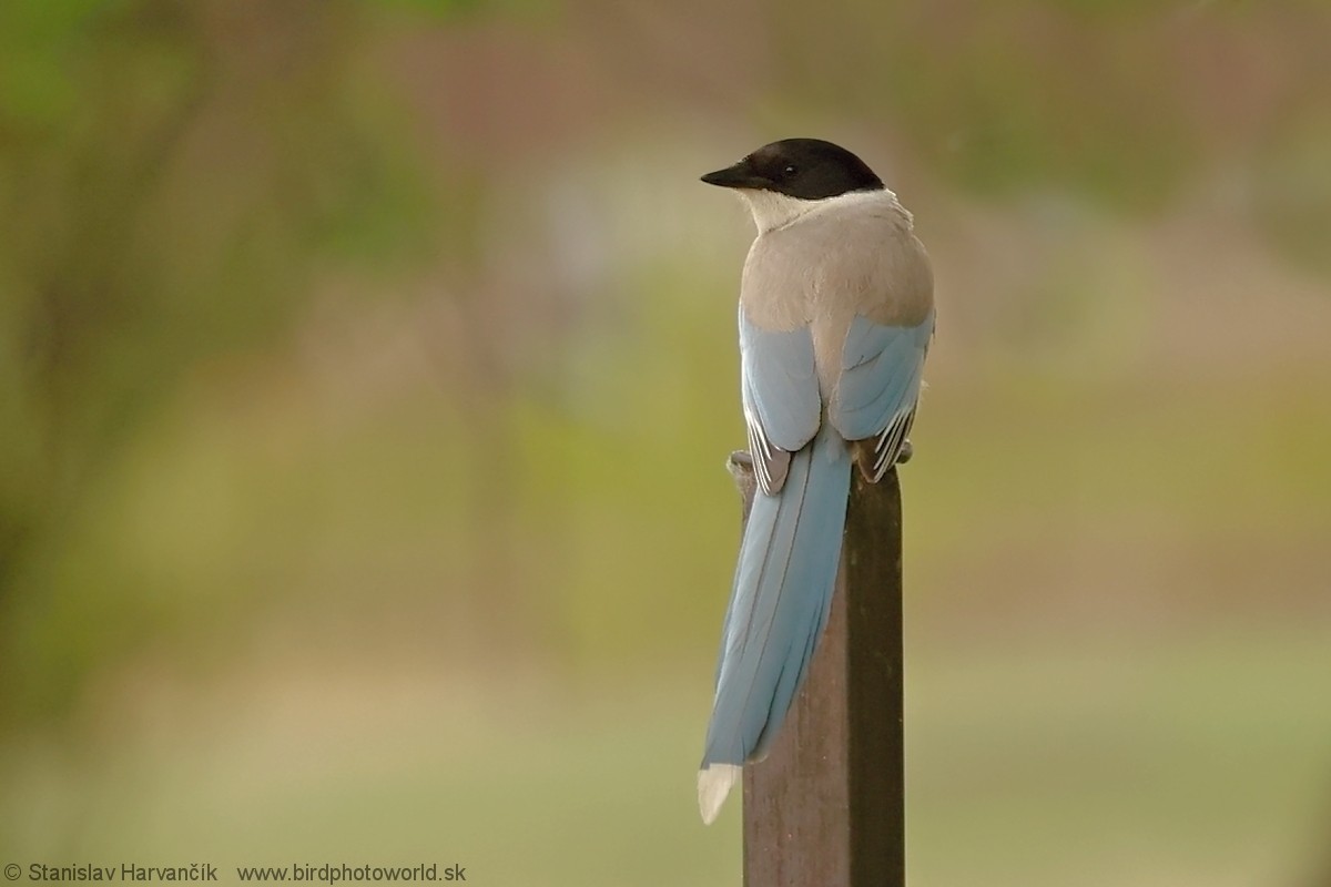 Azure-winged Magpie - ML637692080