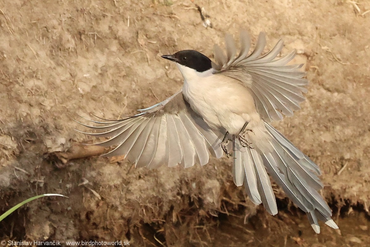 Azure-winged Magpie - ML637692081