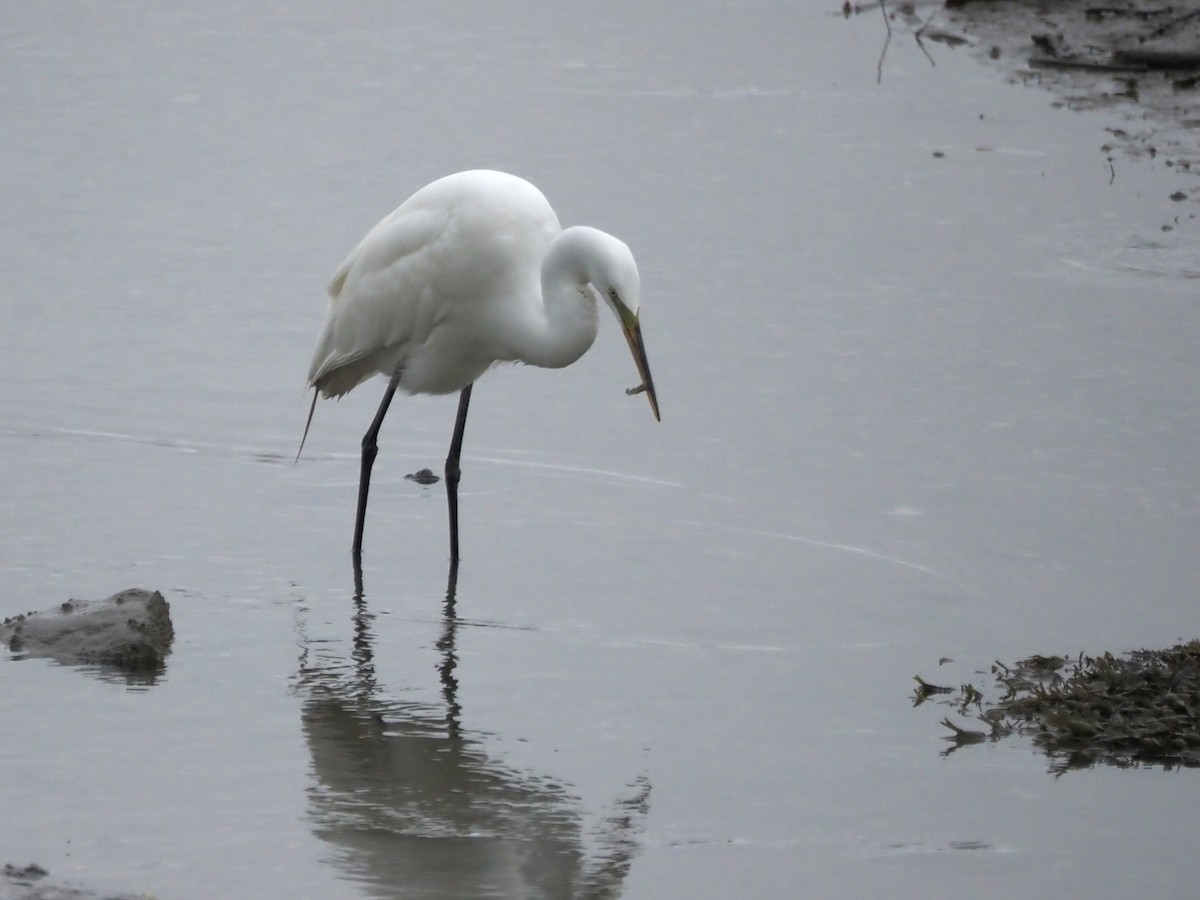 Great Egret - ML637692092