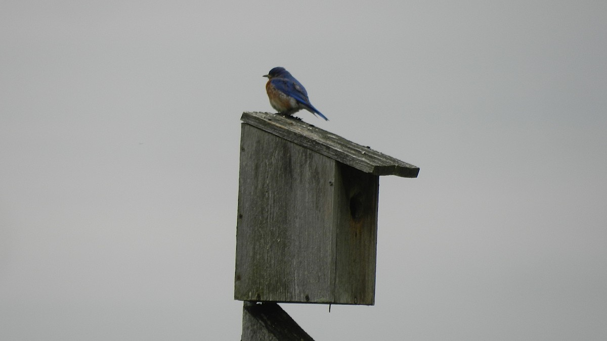 Eastern Bluebird - ML637692096